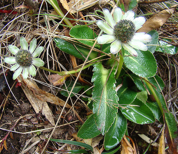 File:Eryngium humile (9474118463).jpg