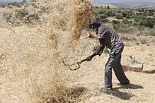 Separating wheat grain from hay in Mekele (2017) Ethiopia Mekele ManHarvestingWheat.JPG