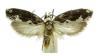 <i>Ethmia miriamschulmanae</i> Species of moth