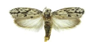 Ethmia petersterlingi.jpg