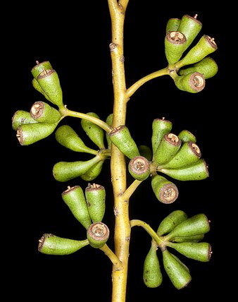 immature fruit Eucalyptus flavida (7232055836).jpg