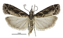 Eudonia illota male.jpg