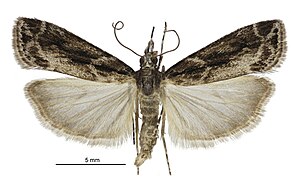 Eudonia illota male.jpg