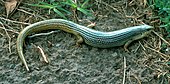 A living Plestiodon obsoletus (formerly Eumeces obsoletus), or Great Plains skink Eumeces obsoletus1 cropped.jpg