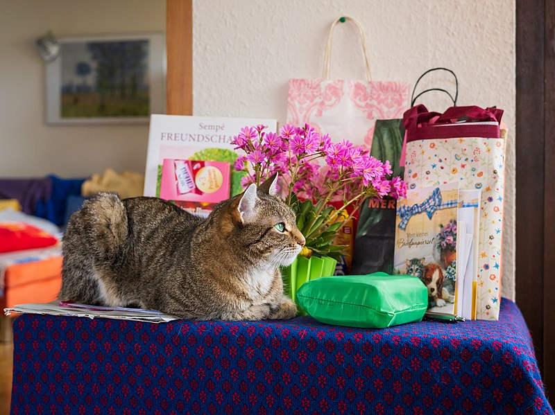 File:Europäisch-Kurzhaar-Kater Nikita 2021-05-01 auf Geschenktisch.jpg