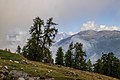 Europese larix (Larix decidua) langs het voetpad tussen Grimentz en Vercorin.