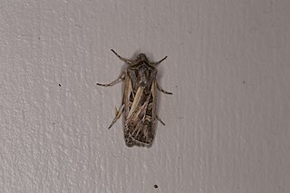 <i>Euxoa flavidens</i> Species of moth