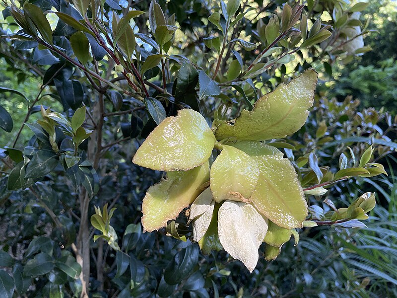 File:Exobasidium camelliae.jpg