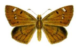 Exometoeca nycteris