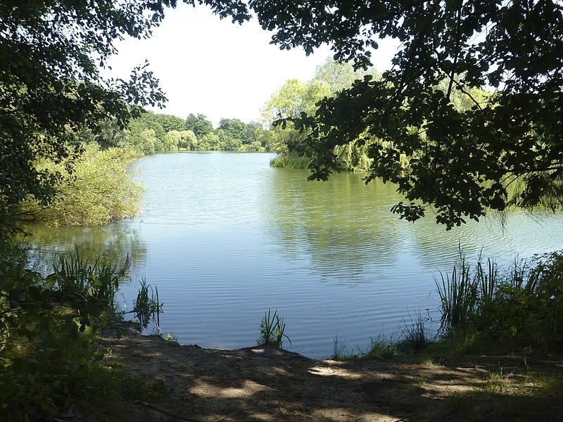 File:FFM Fechenheimer Weiher Uferblick Suedwest.jpg