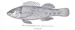 Yoke darter Species of fish