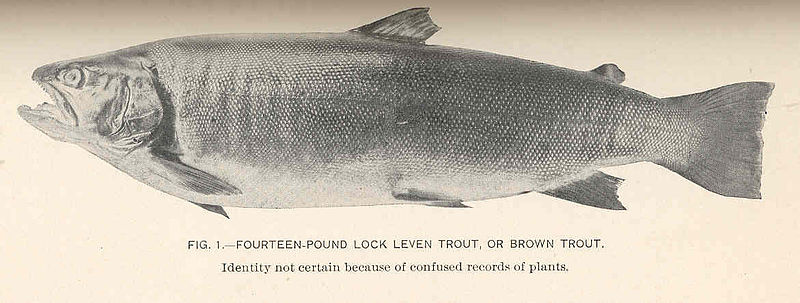 File:FMIB 37751 Fourteen-Pound Lock Leven Trout, or Brown Trout.jpeg