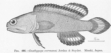 Opistognathus evermanni
