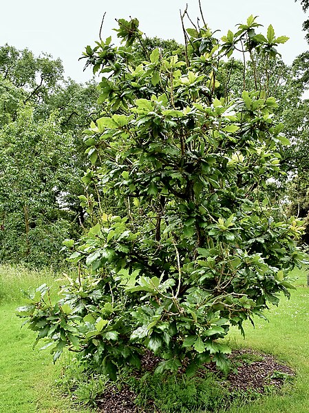 File:Fagaceae Quercus dentata 2.jpg