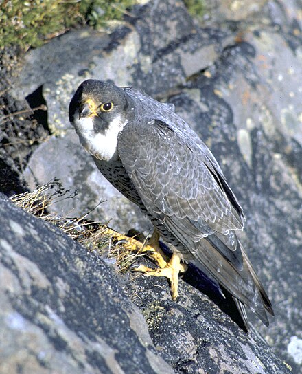 The peregrine falcon is a major predator of racing pigeons.