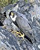 Peregrine falcon