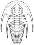 Miniatura para Fallotaspis