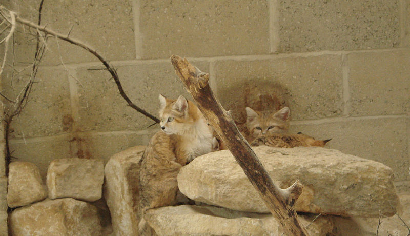 File:Felis margarita -Marwell Wildlife, Hampshire, England-8a (4).jpg