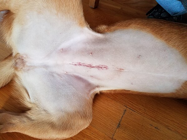 Closed spaying incision on a female dog, taken 24 hours after surgery