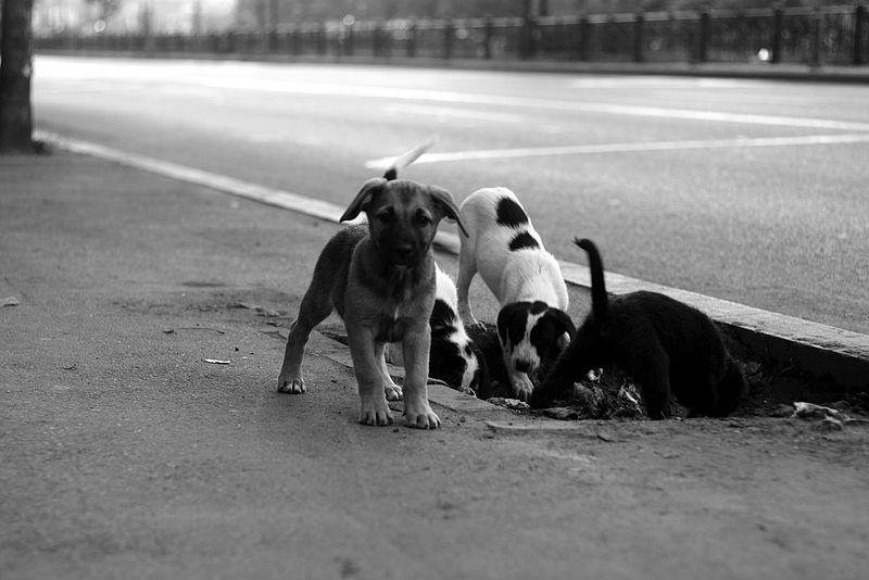 File:Feral puppies in Bucuresti.jpg