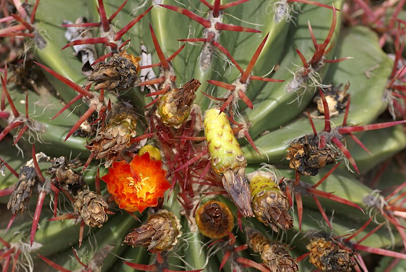 File:Ferocactus herrerae 03.jpg