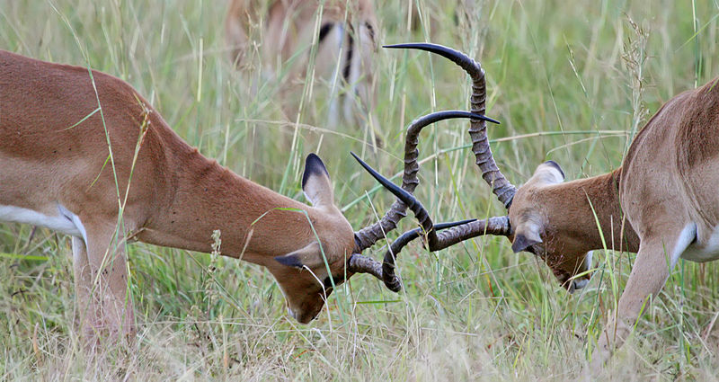 File:Fighting impalas brighten.jpg