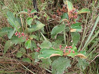 <i>Miconia macrothyrsa</i> Species of plant