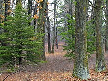 Flickr - Nicholas T - Open Woods.jpg