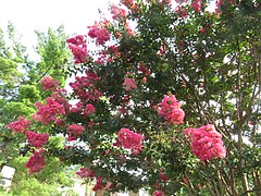 Crape-myrtle