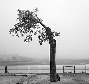 Foggy afternoon at Ramallosa, near river Miñor, Galicia, Spain