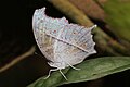 * Nomination Forest mother-of-pearl (Protogoniomorpha parhassus), Ghana --Charlesjsharp 19:09, 27 April 2017 (UTC) * Decline Leading and trailing edges out of focus. --Alandmanson 13:57, 28 April 2017 (UTC)