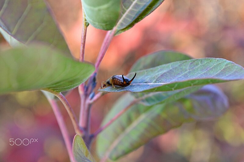 File:Forficula on plant (157462493).jpg