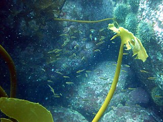 Oblique-swimming triplefin Species of fish