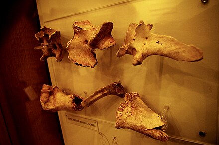 Bones of butchered animals uncovered during excavations at the Fort Loudoun site in Monroe County, Tennessee, United States, on display at the Fort Loudoun State Park museum.