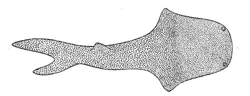 File:Fossil Thelodus Woodward.png