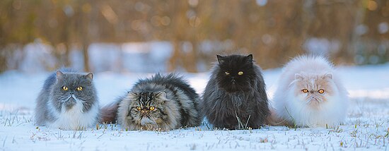 Four adults in snow (l-r); blue and white, black tabby, solid black, and cream tabby and white Four Persian Cats (51841092530) (cropped).jpg