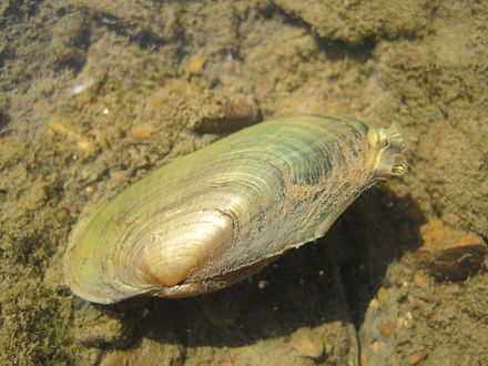 Пресноводные моллюски. Lymnaea fragilis. Unionidae моллюски. Пресноводные униониды. Двухстворчатый моллюск.