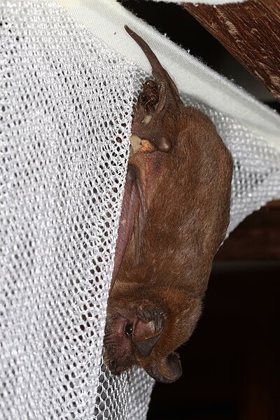 File:Free-tailed Bat - Tadarida Mops Chaerophon species, Gorongosa National Park, Mozambique (41348205690).jpg
