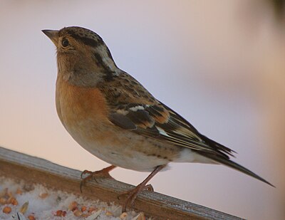 Fringilla montifringilla.JPG