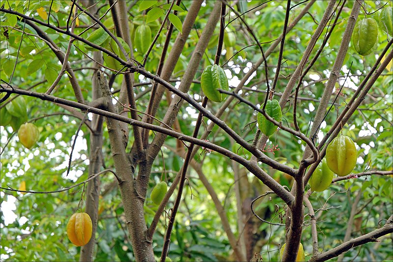 File:Fruits du carambolier (An Binh, Vietnam) (6680675551).jpg