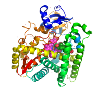 Full Structure of 21-Hydroxylase.png