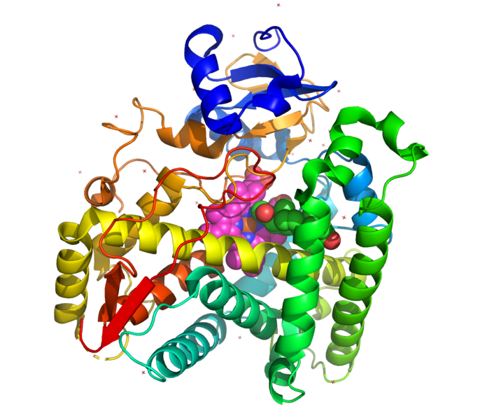 File:Full Structure of 21-Hydroxylase.png
