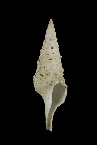 <i>Gemmula albina</i> Species of gastropod