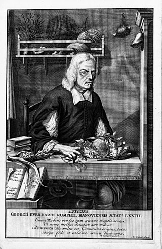 <span class="mw-page-title-main">Georg Eberhard Rumphius</span> German botanist (1627–1702)