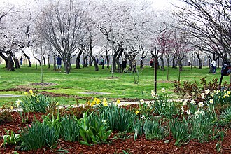 The German-American Friendship Garden in April 2014. Nearby, the cherry blossoms in bloom. German-American Friendship Garden.jpg