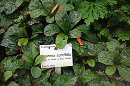 A Gesneria cuneifolia nevű bársonylevélfaj példányai a drezdai botanikus kertben