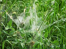 Larvae of Ermine moths at the bottom of their cocoon Gespinstmottenlarven.Landschaftsschutzgebiet.Grossbeeren.jpg