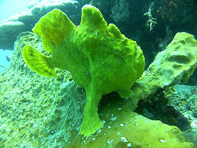 Tola tumbihe to delomo deheto pulo Bangka, Sulawesi Utara, Indonesia.