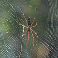 * Nomination Giant wood spider (Nephila pilipes) female --Charlesjsharp 11:02, 16 October 2020 (UTC) * Promotion Good quality. -- Ikan Kekek 11:13, 16 October 2020 (UTC)