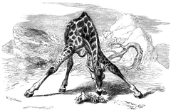Giraffe head at ground.png